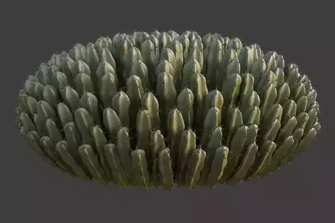 XfrogPlants Resin Spurge - Euphoriba Resinifera  3D model