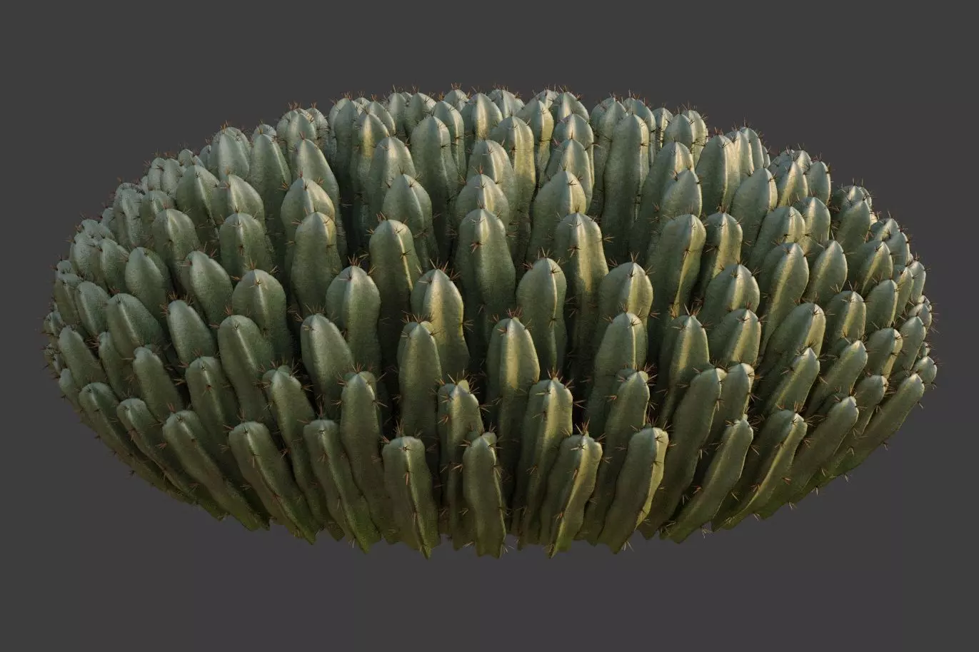 XfrogPlants Resin Spurge - Euphoriba Resinifera  3D model_0