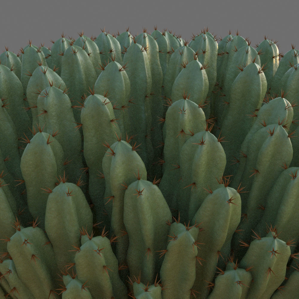 XfrogPlants Resin Spurge - Euphoriba Resinifera  3D model_2