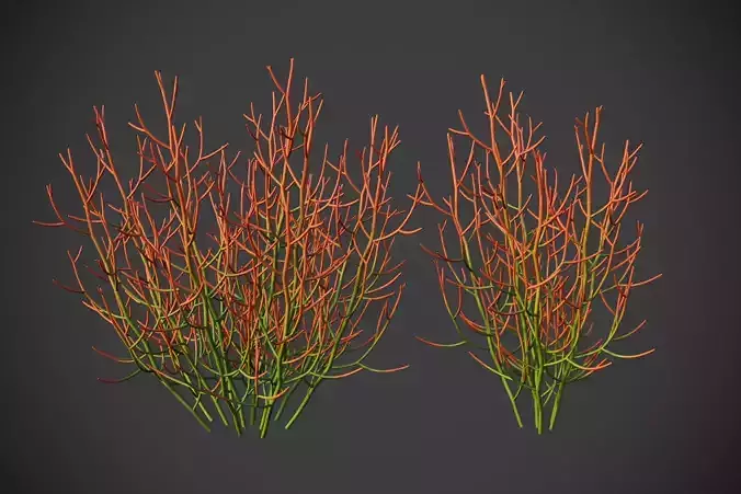 XfrogPlants Sticks on Fire - Euphoriba Tirucalli  3D model
