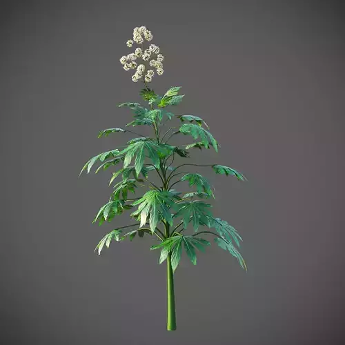 XfrogPlants Japanese Aralia - Fatsia Japonica  3D model