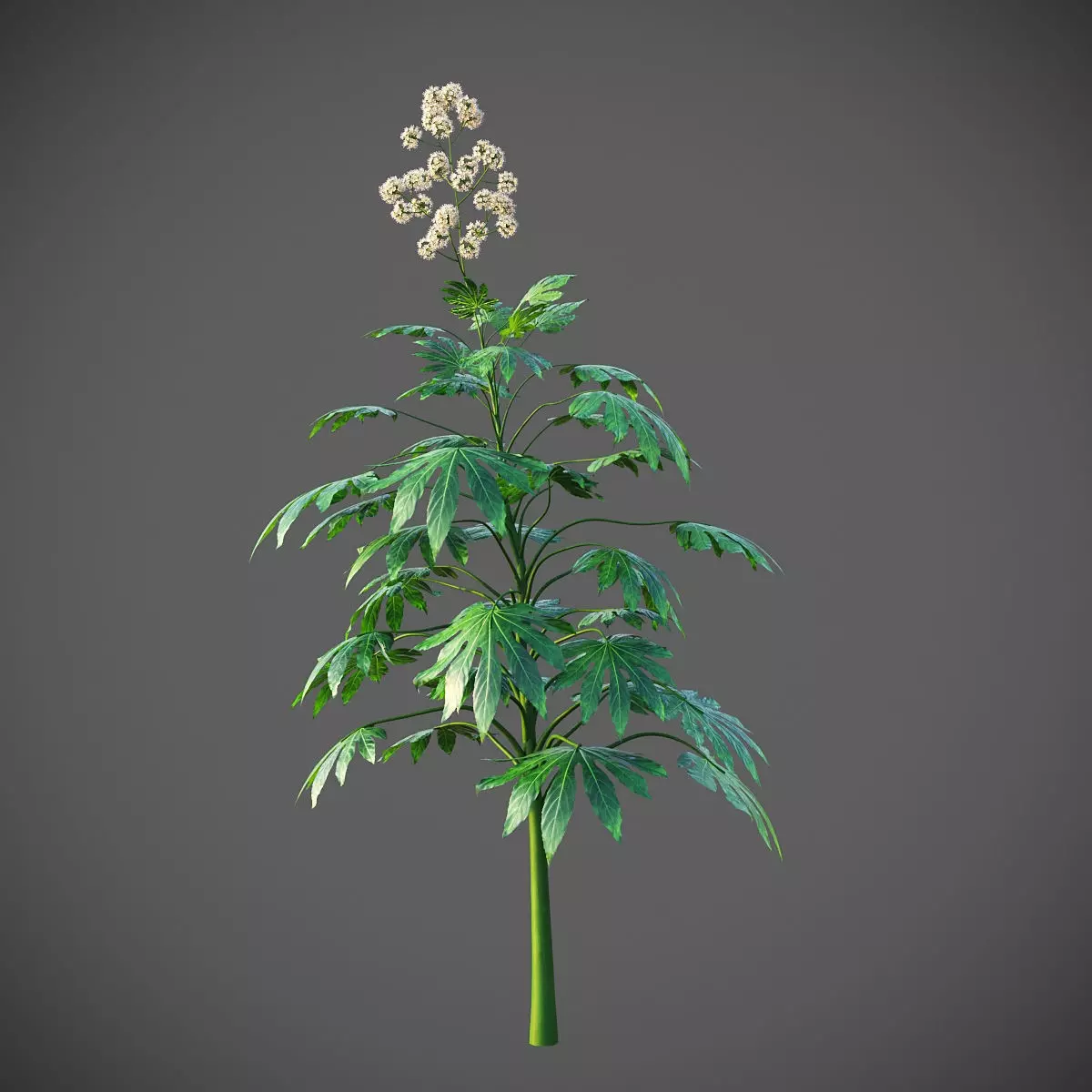 XfrogPlants Japanese Aralia - Fatsia Japonica 3D model