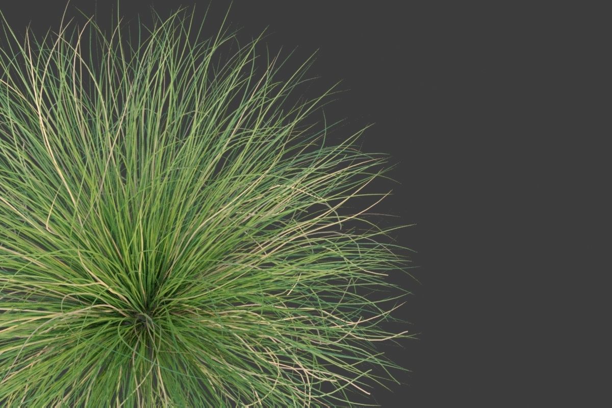 XfrogPlants Red Fescue - Festuca Rubra  3D model_2