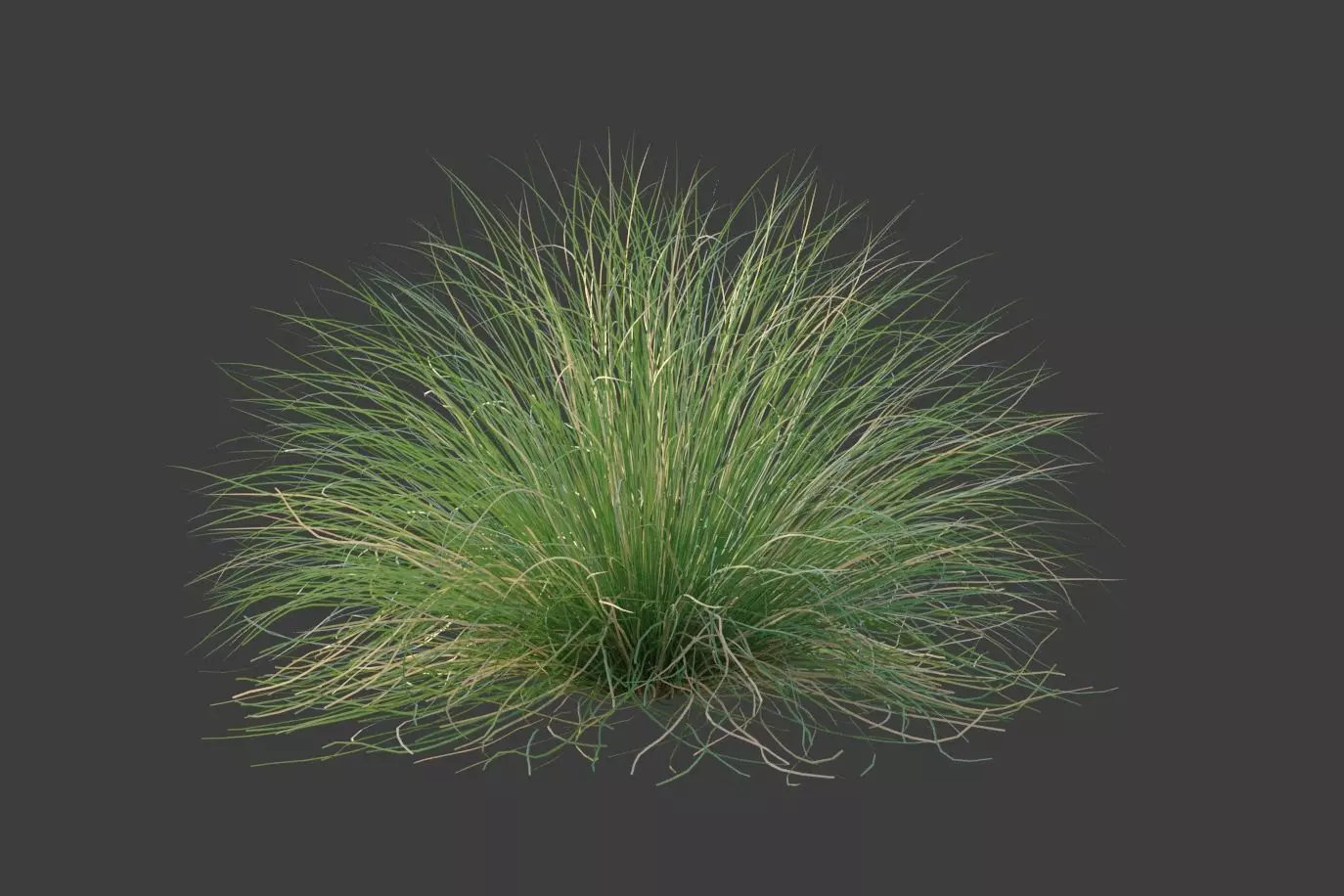 XfrogPlants Red Fescue - Festuca Rubra  3D model_0
