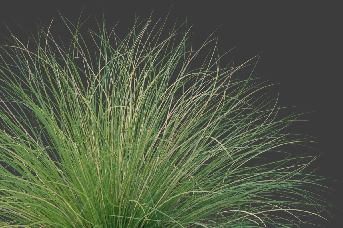 XfrogPlants Red Fescue - Festuca Rubra  3D model_3