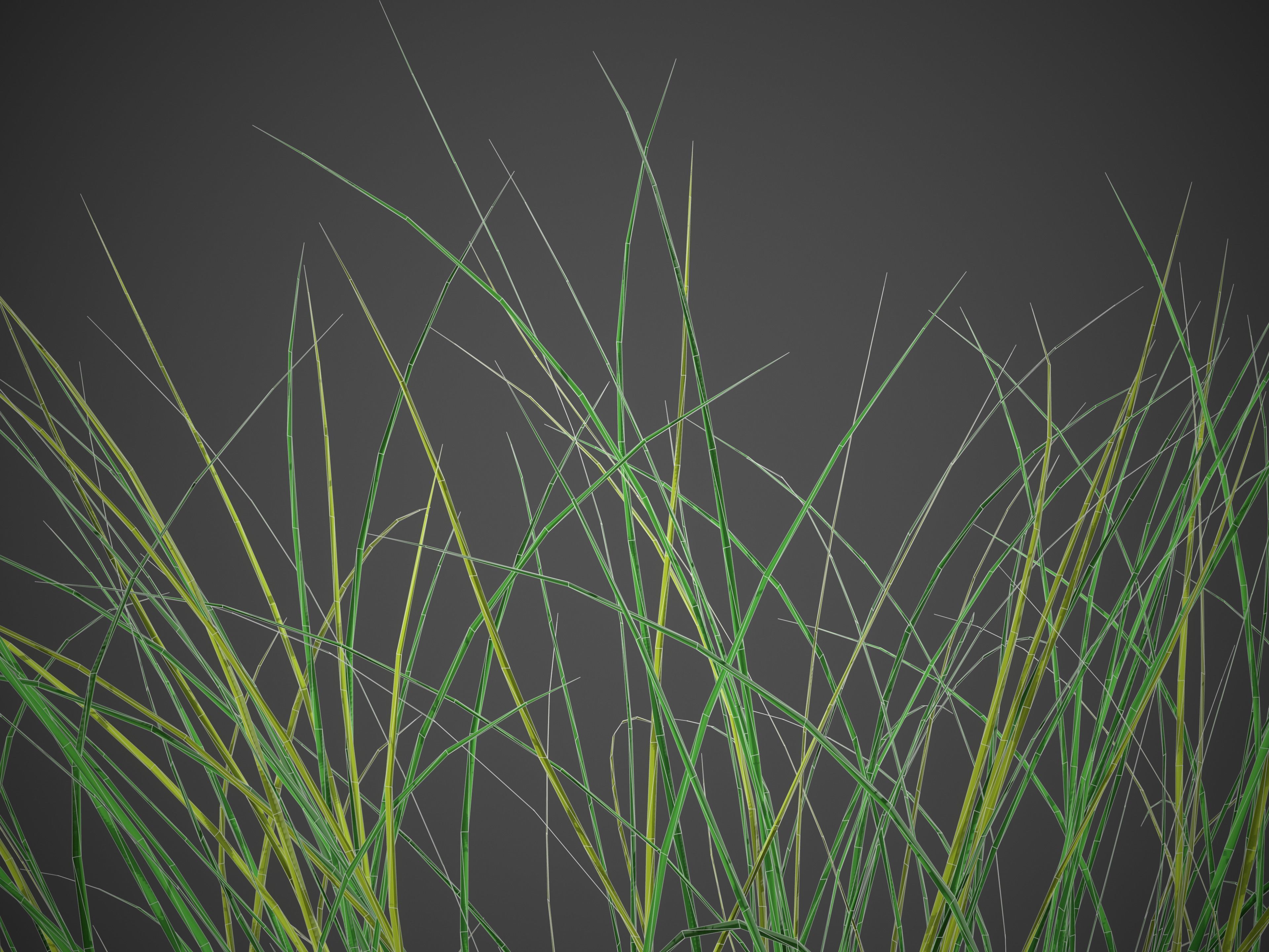 XfrogPlants Red Fescue - Festuca Rubra  3D model_4