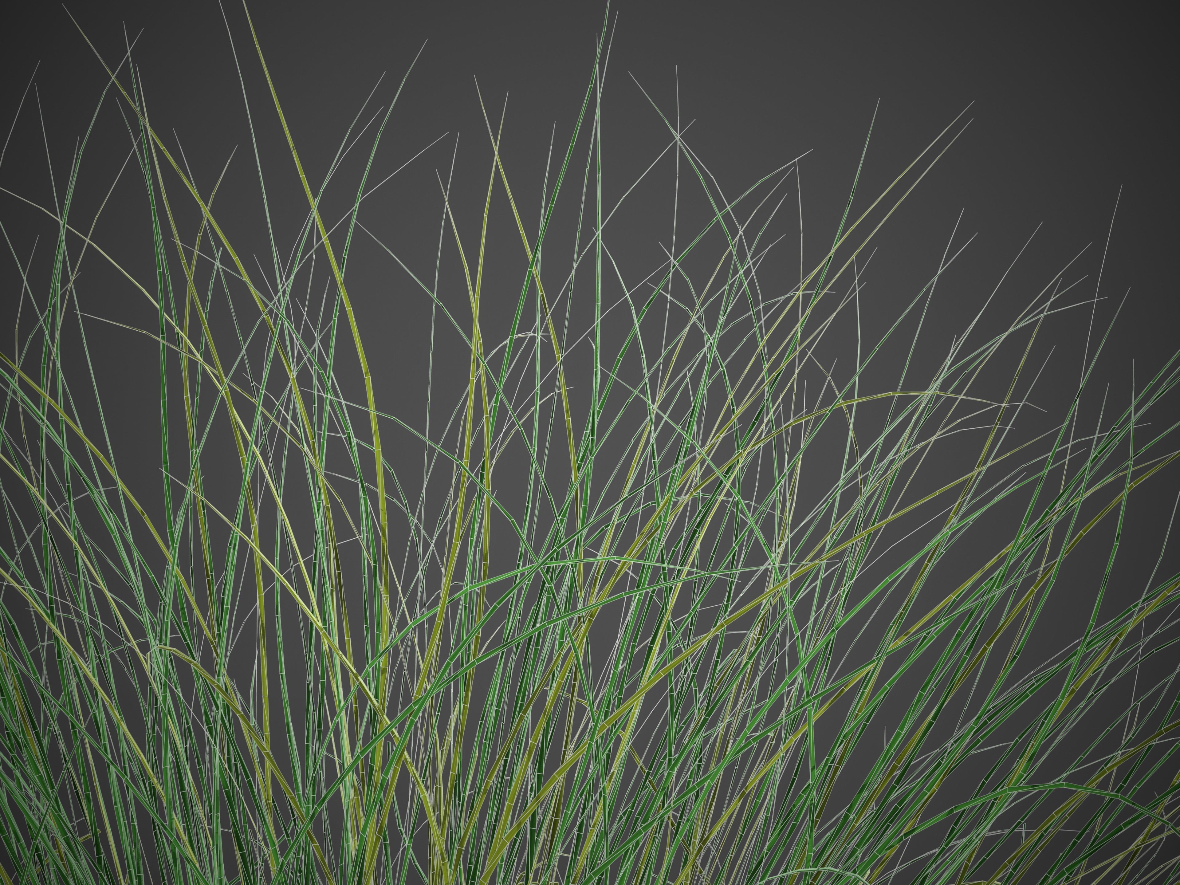 XfrogPlants Red Fescue - Festuca Rubra  3D model_5
