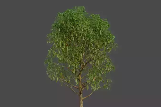 XfrogPlants Banana Leaf Fig - Ficus Alii  3D model