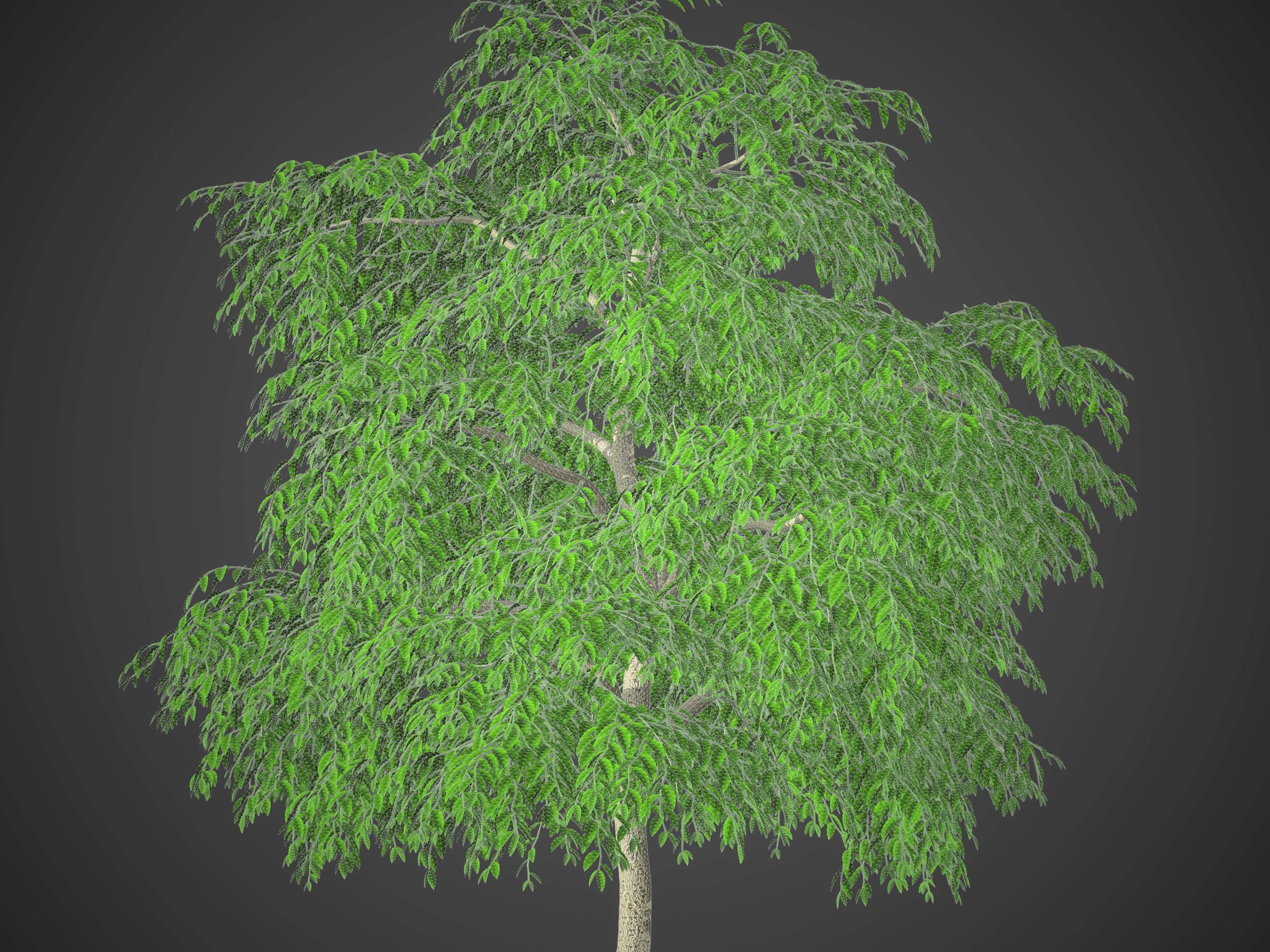 XfrogPlants Weeping Fig - Ficus Benjamina 3D model_5