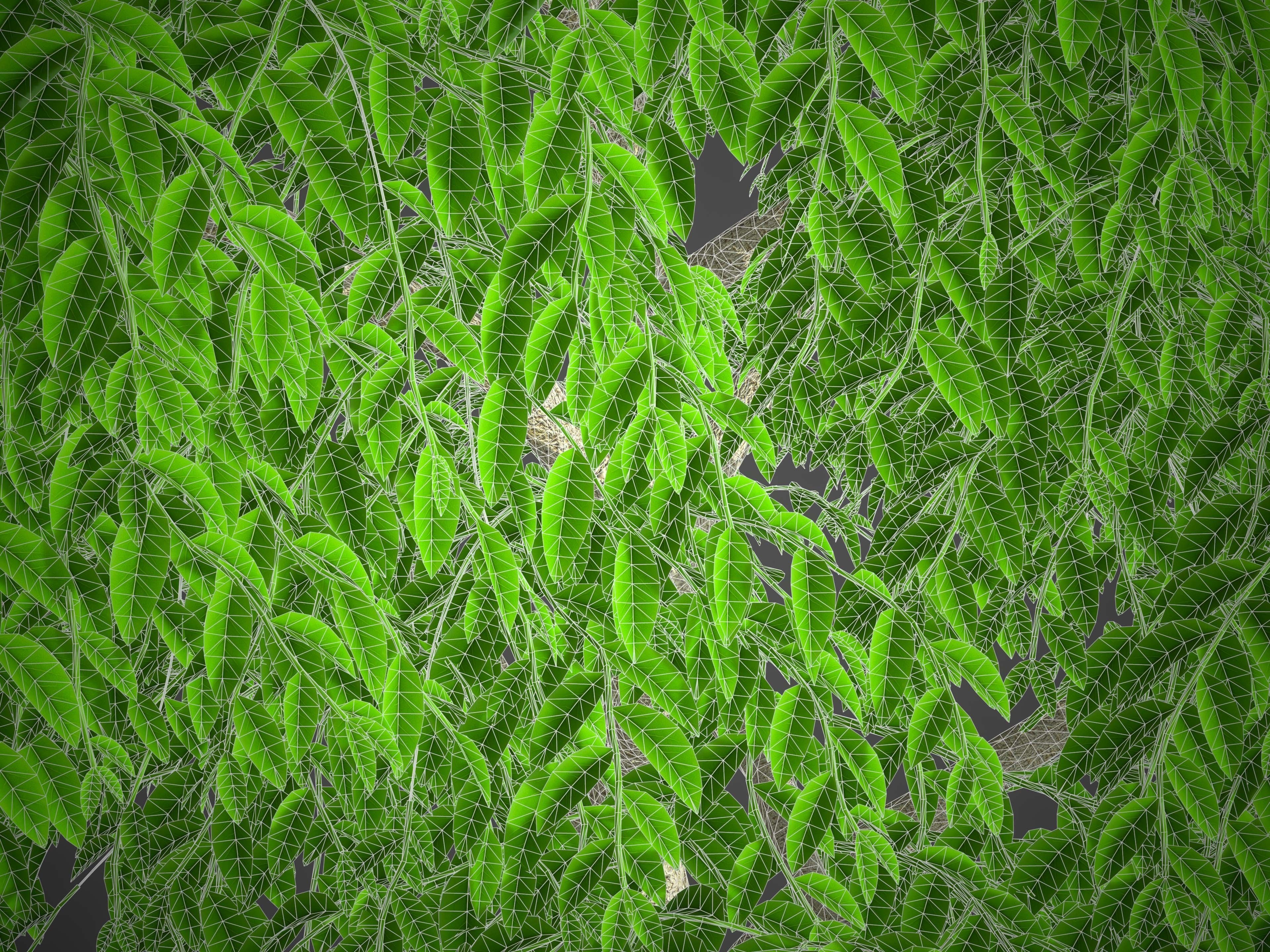 XfrogPlants Weeping Fig - Ficus Benjamina 3D model_3