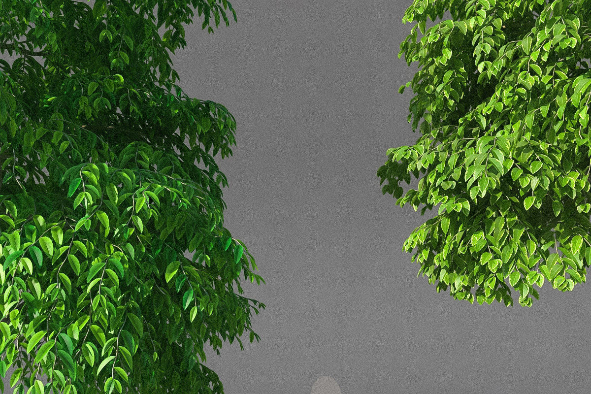 XfrogPlants Weeping Fig - Ficus Benjamina 3D model_2