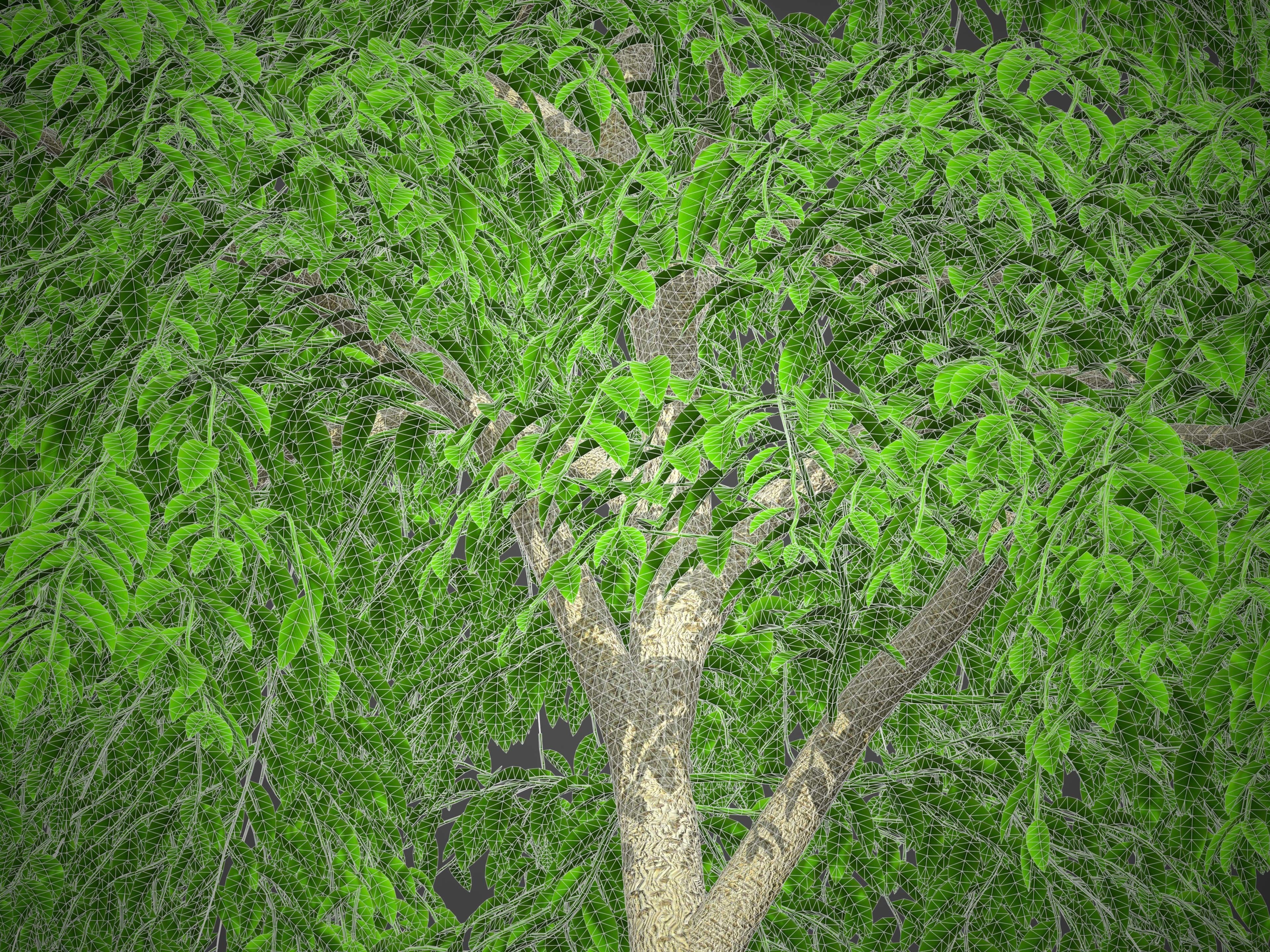 XfrogPlants Weeping Fig - Ficus Benjamina 3D model_4