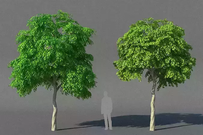 XfrogPlants Weeping Fig - Ficus Benjamina  3D model