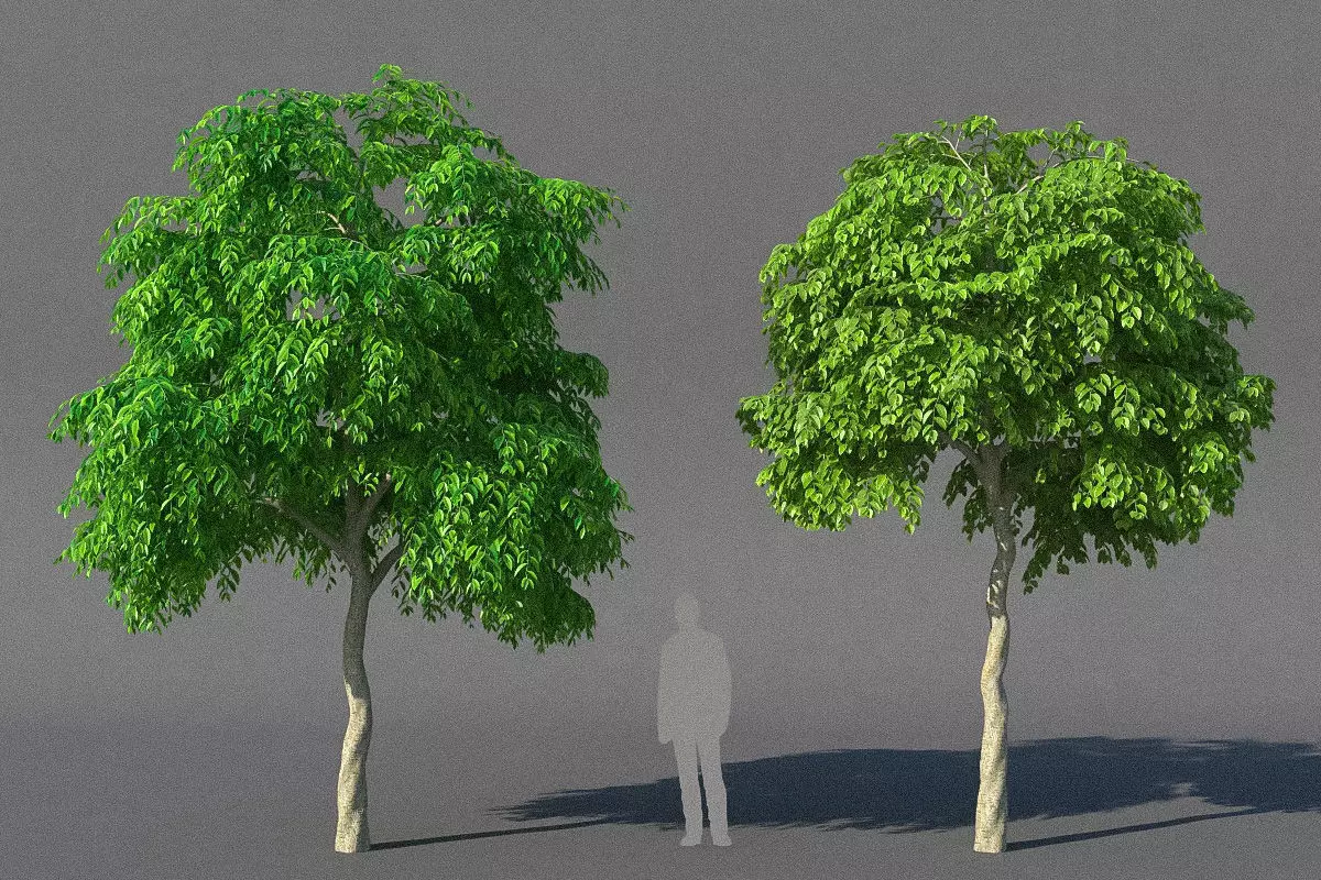 XfrogPlants Weeping Fig - Ficus Benjamina 3D model_0