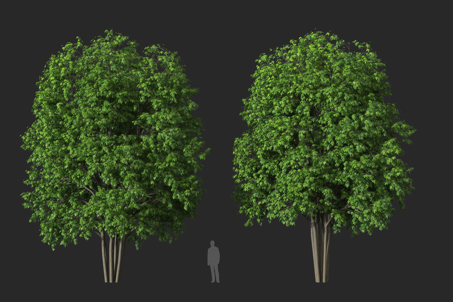 XfrogPlants Silver Maple - Acer Saccharinum  3D model_6