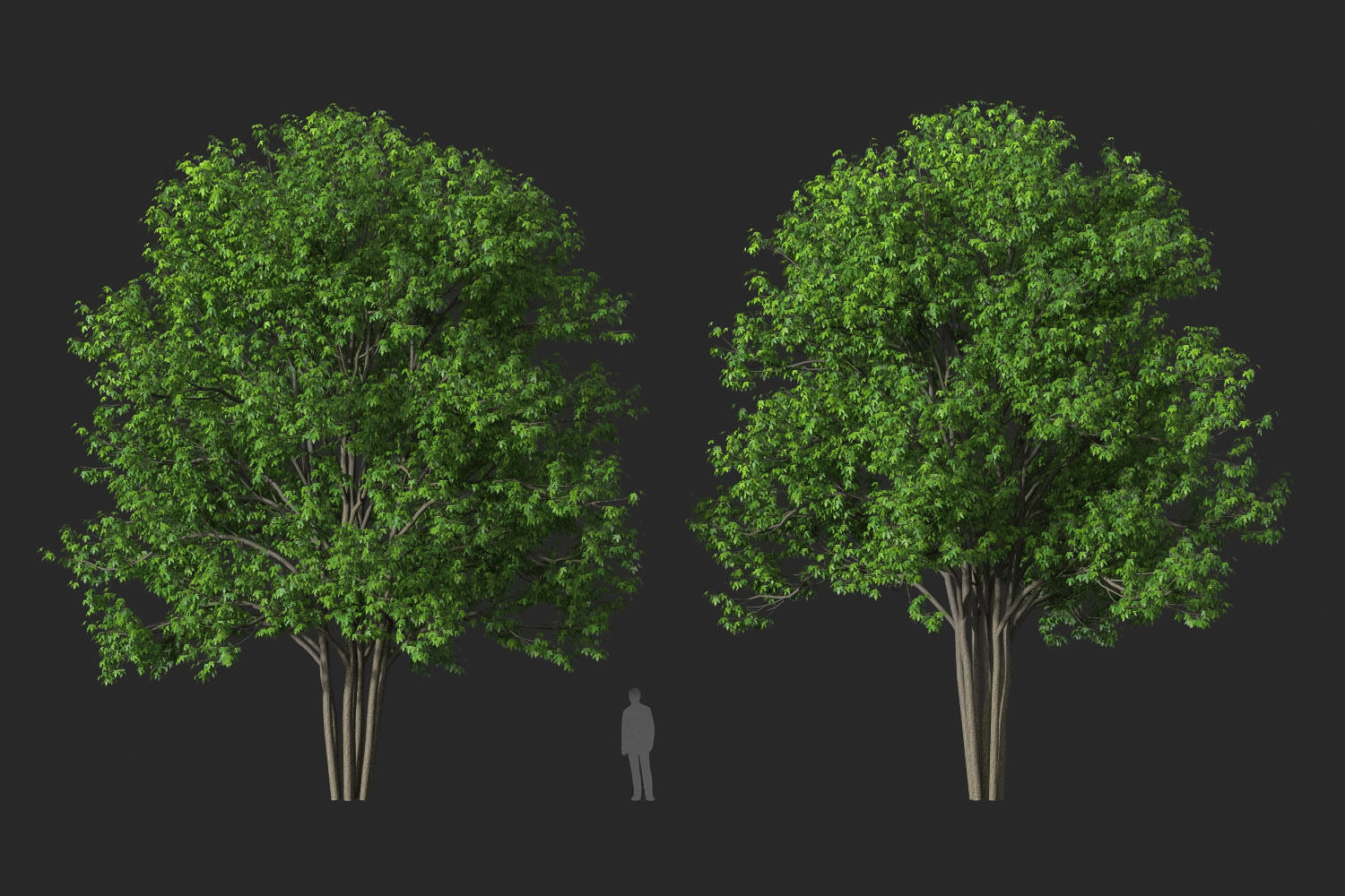 XfrogPlants Silver Maple - Acer Saccharinum  3D model_7