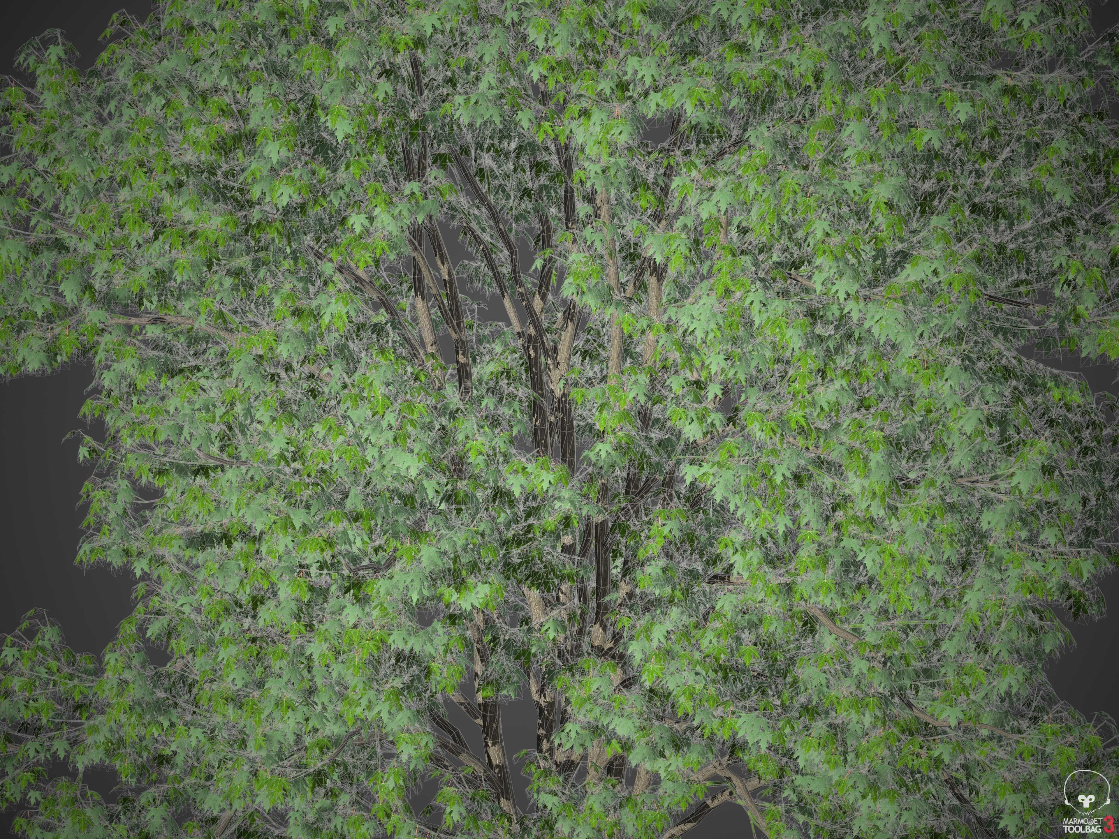 XfrogPlants Silver Maple - Acer Saccharinum  3D model_9