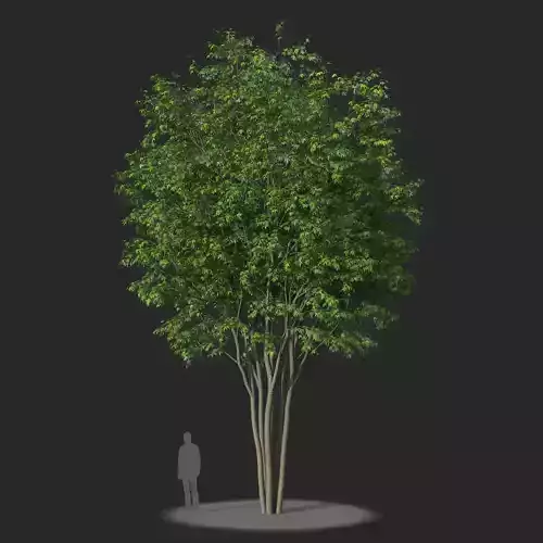 XfrogPlants Silver Maple - Acer Saccharinum  3D model