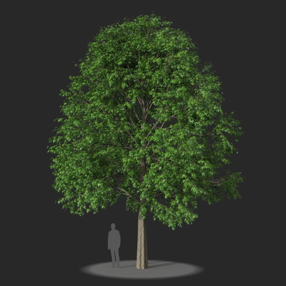 XfrogPlants Silver Maple - Acer Saccharinum  3D model_5