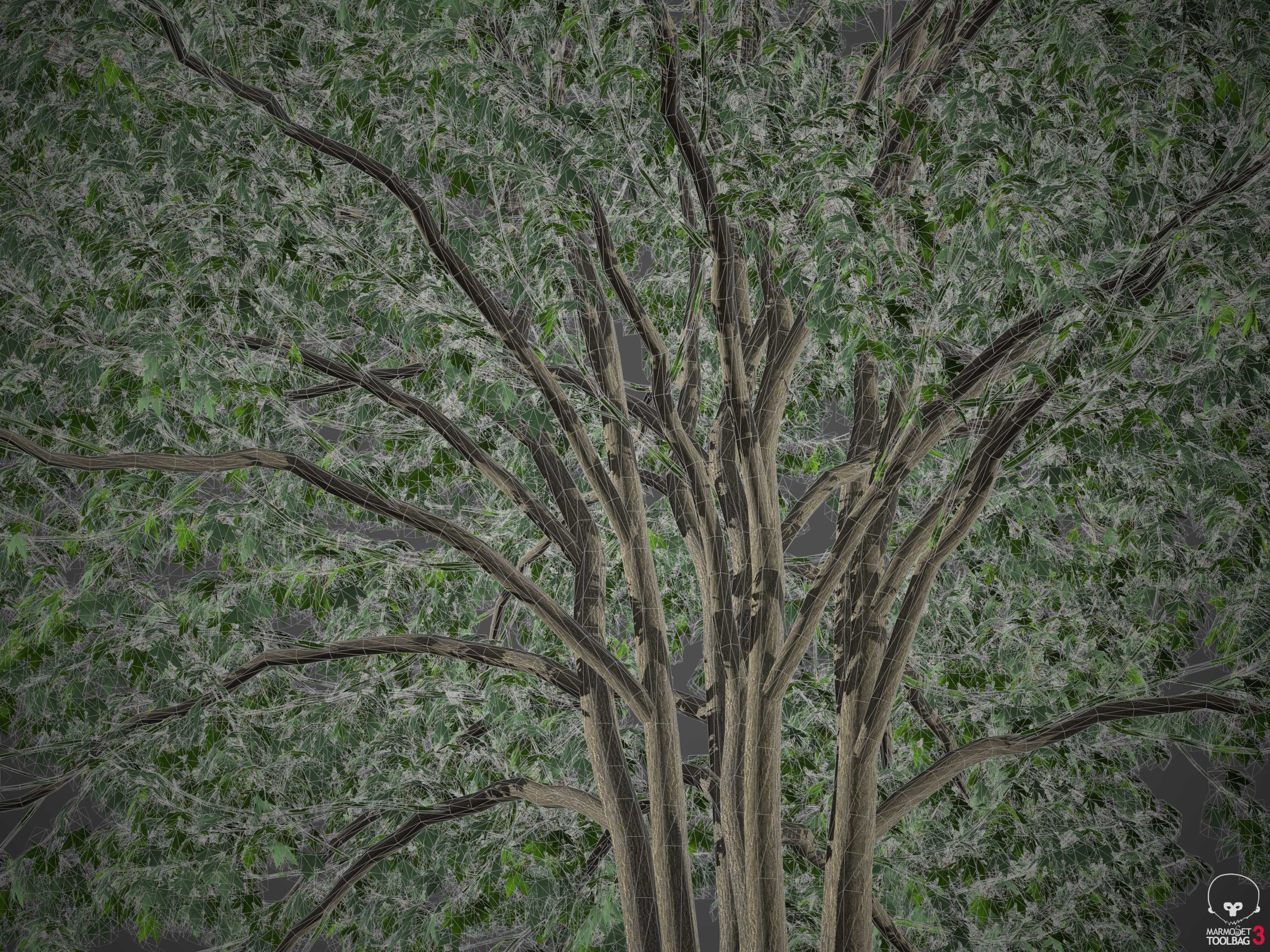 XfrogPlants Silver Maple - Acer Saccharinum  3D model_8