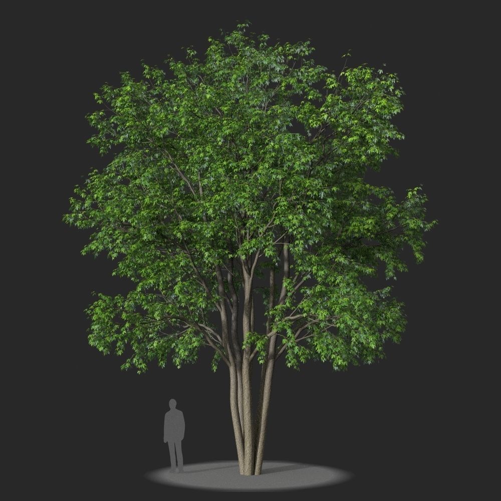 XfrogPlants Silver Maple - Acer Saccharinum  3D model_4