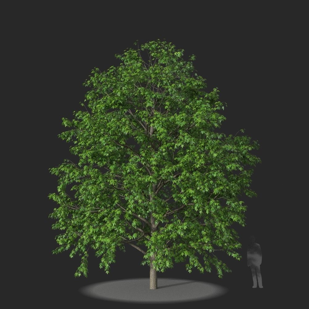 XfrogPlants Silver Maple - Acer Saccharinum  3D model_2