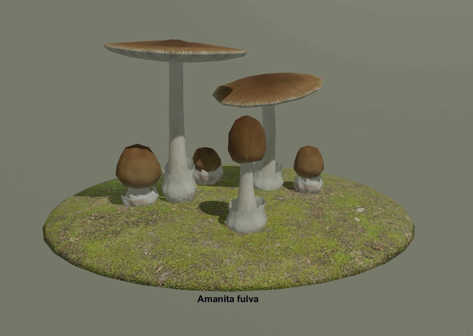 Amanita pack 2 Low-poly 3D model_2