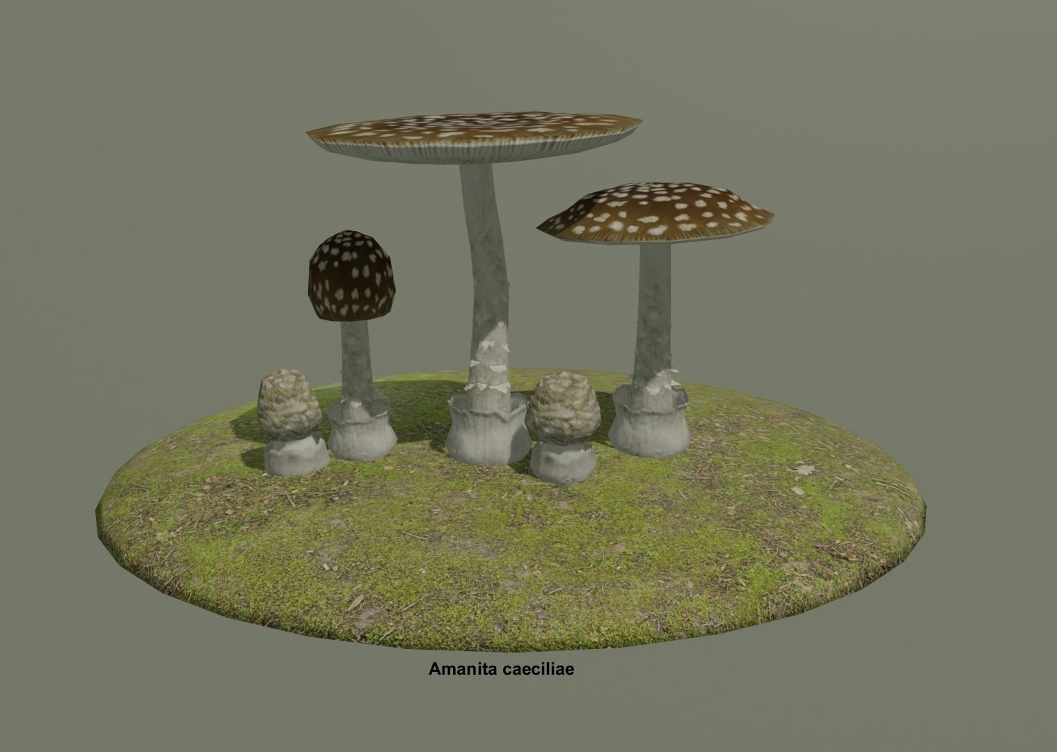 Amanita pack 2 Low-poly 3D model_4