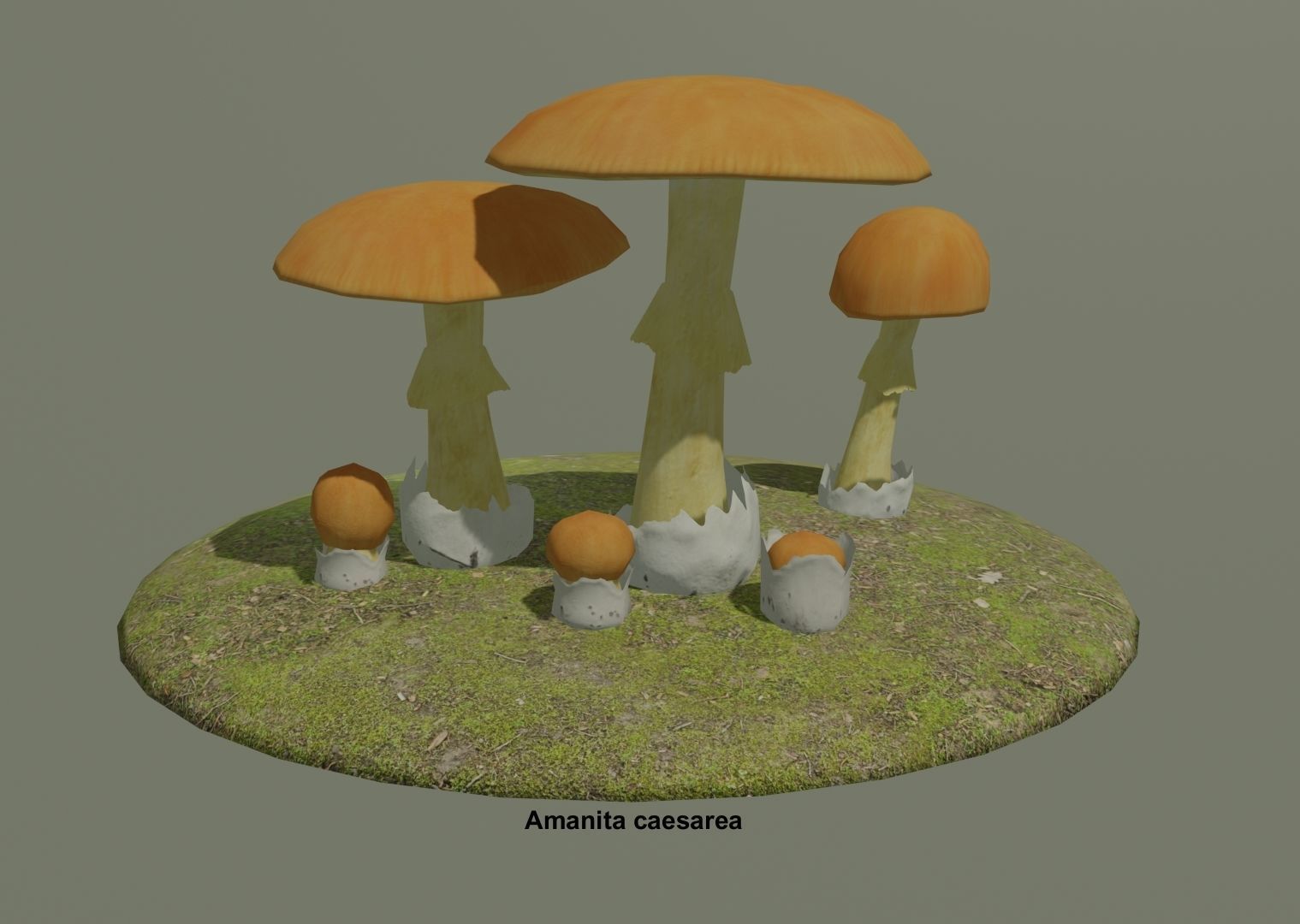 Amanita pack 2 Low-poly 3D model_5
