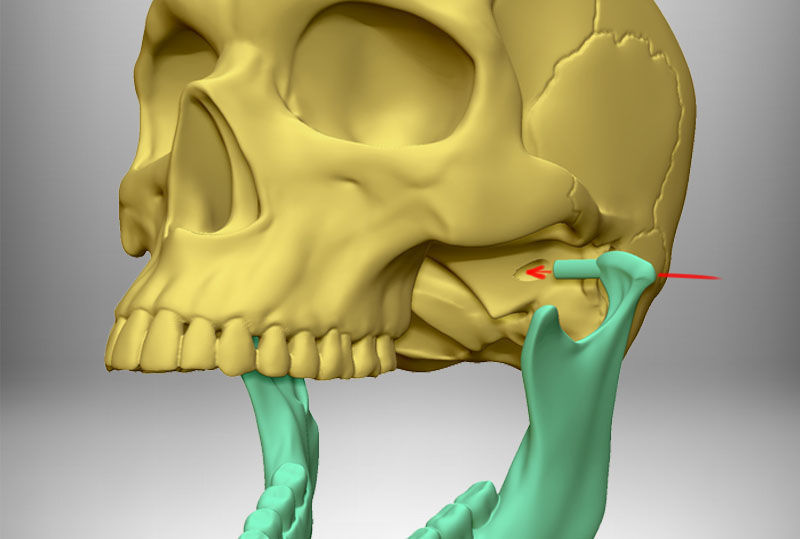 Skull articulated 3D print model_9