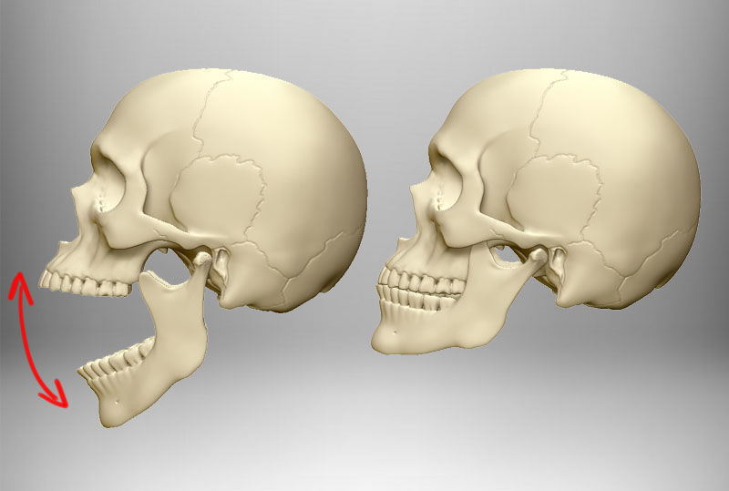 Skull articulated 3D print model_7