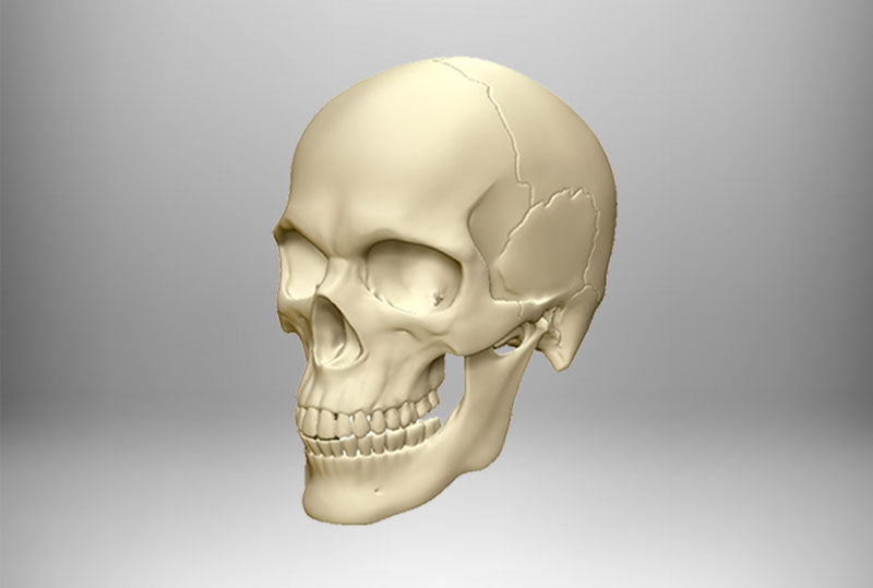 Skull articulated 3D print model_5