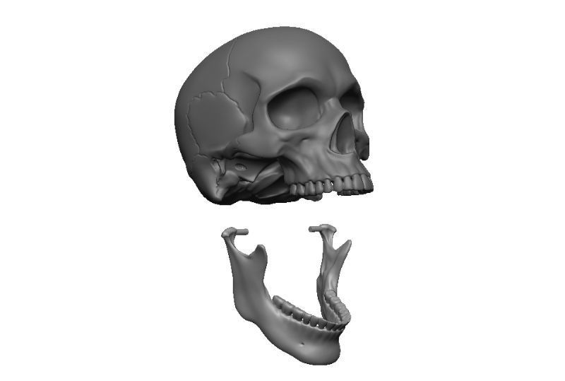 Skull articulated 3D print model_16
