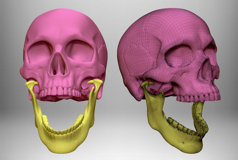 Skull articulated 3D print model_3