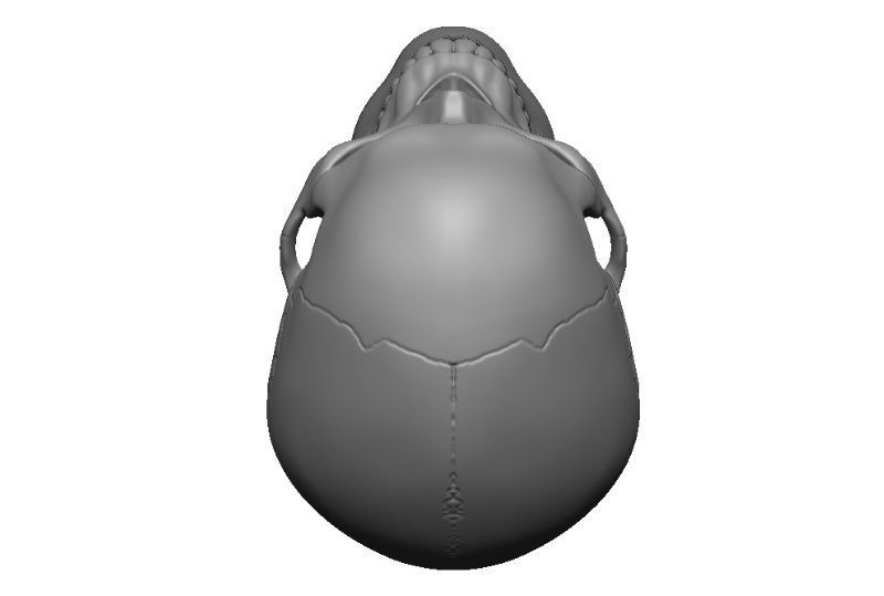 Skull articulated 3D print model_10