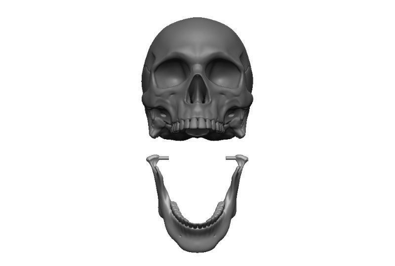 Skull articulated 3D print model_15