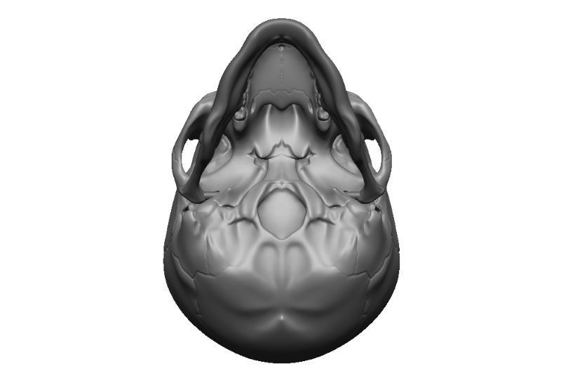 Skull articulated 3D print model_11