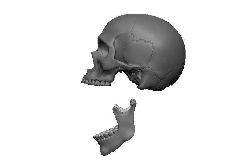 Skull articulated 3D print model_14