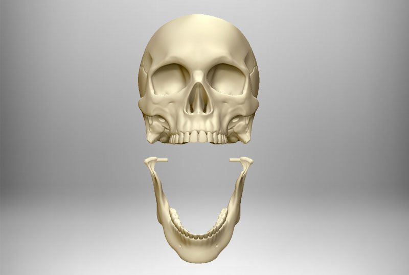 Skull articulated 3D print model_6