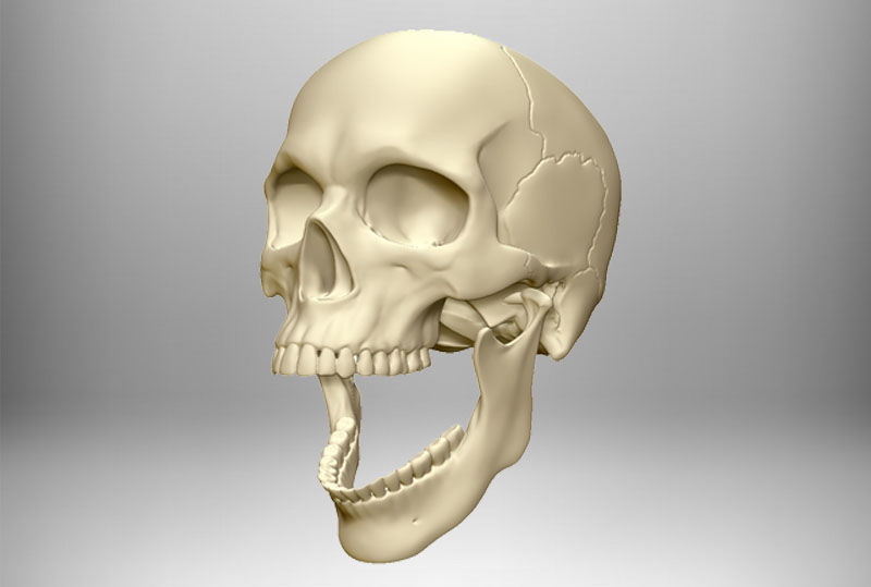 Skull articulated 3D print model_8