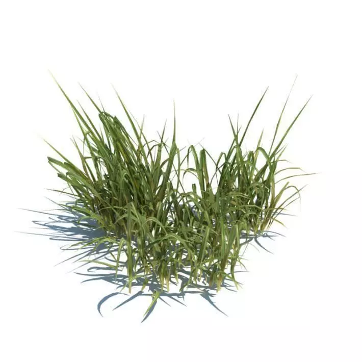Bunch Of Grass 3D model_0