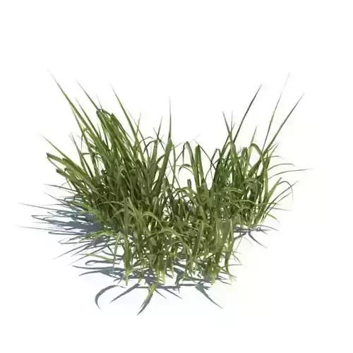 Bunch Of Grass