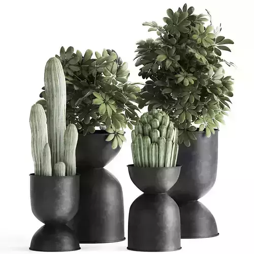 Houseplants in a pot for the interior 888