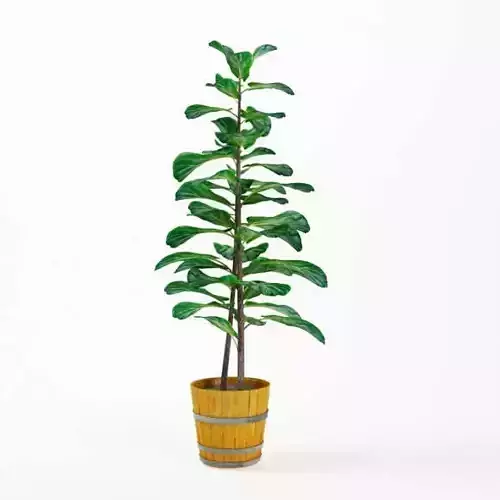 Indoor Plant In A Wooden Pot