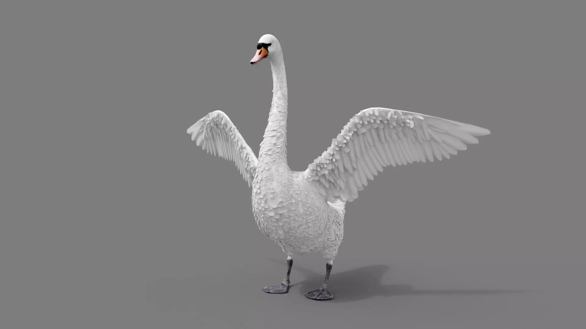 Realistic Swan 3D model_0