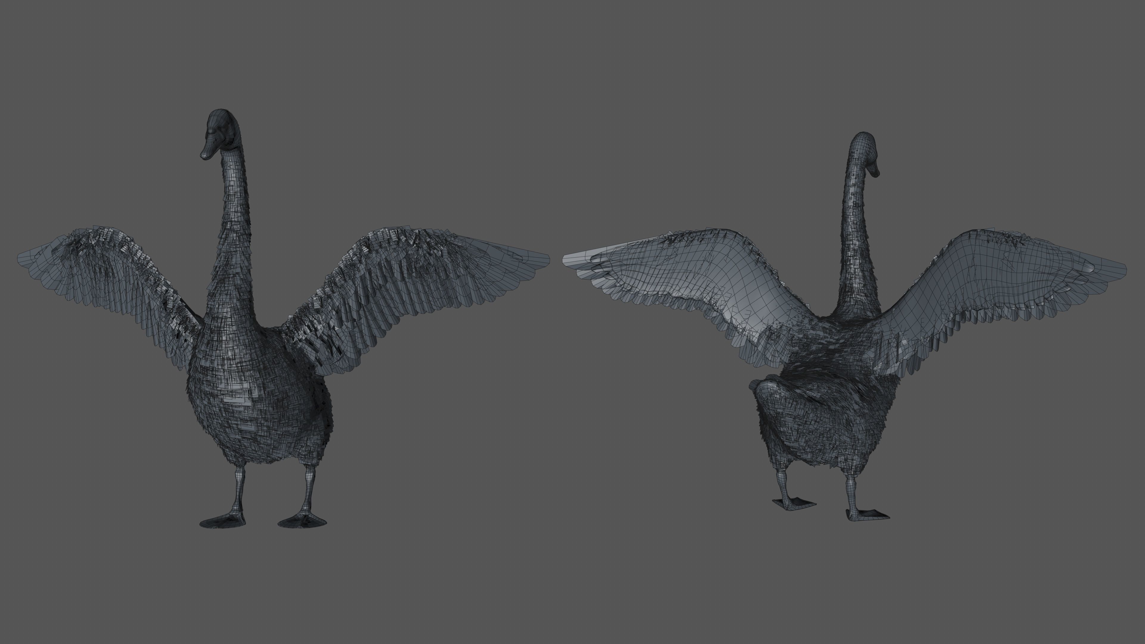 Realistic Swan 3D model_5