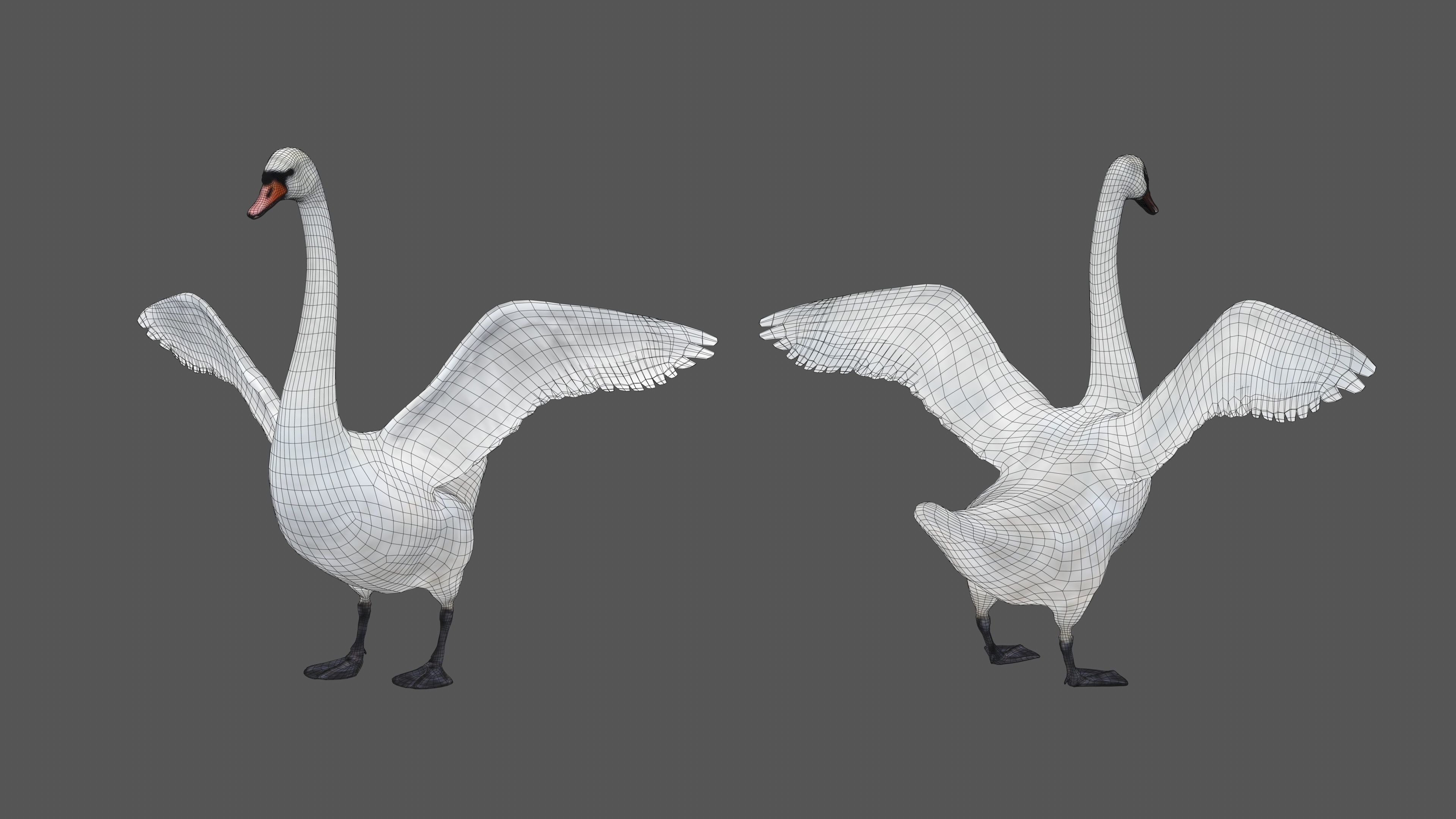 Realistic Swan 3D model_4