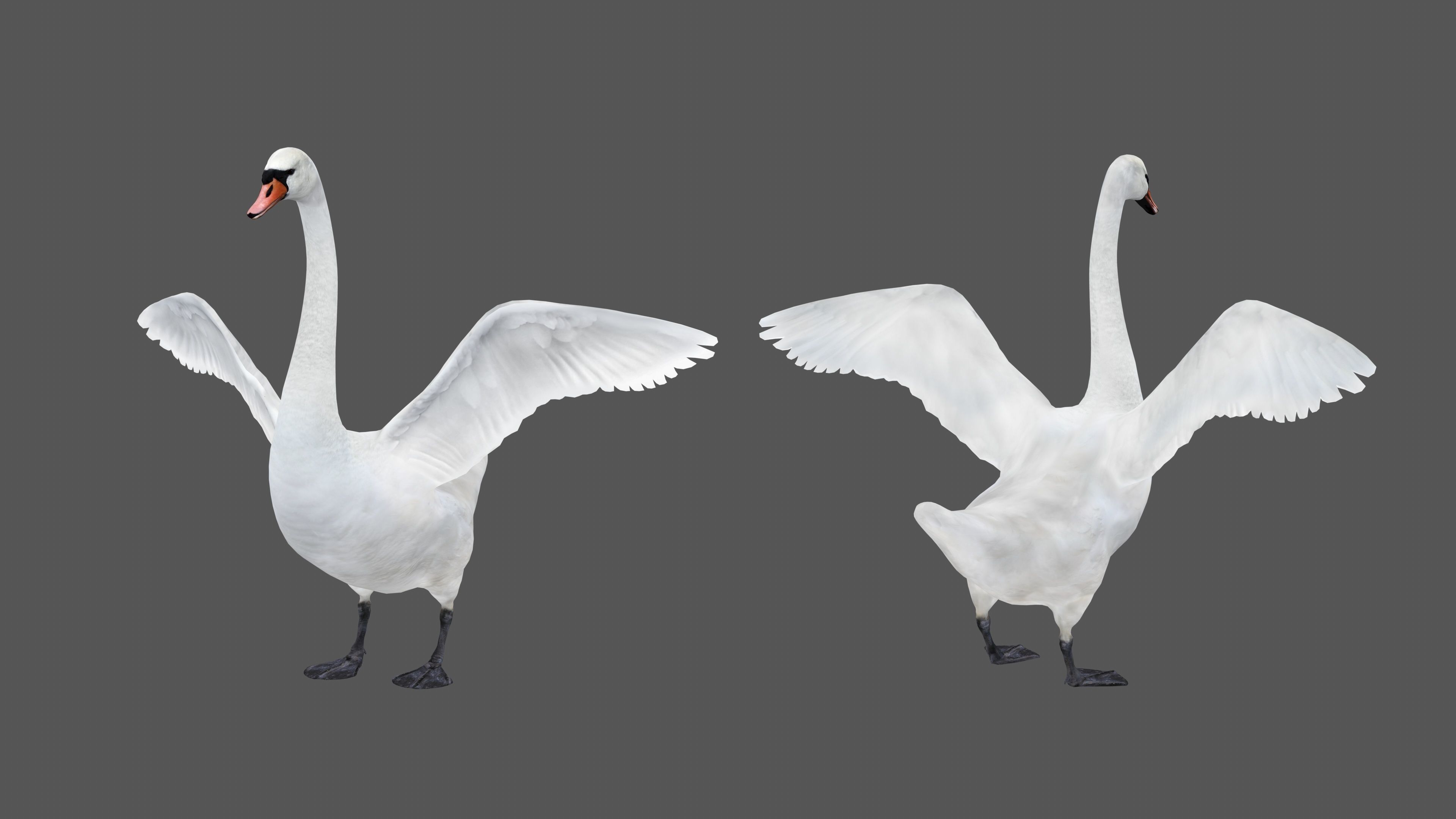Realistic Swan 3D model_3