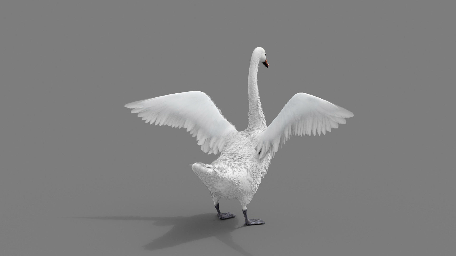 Realistic Swan 3D model_1