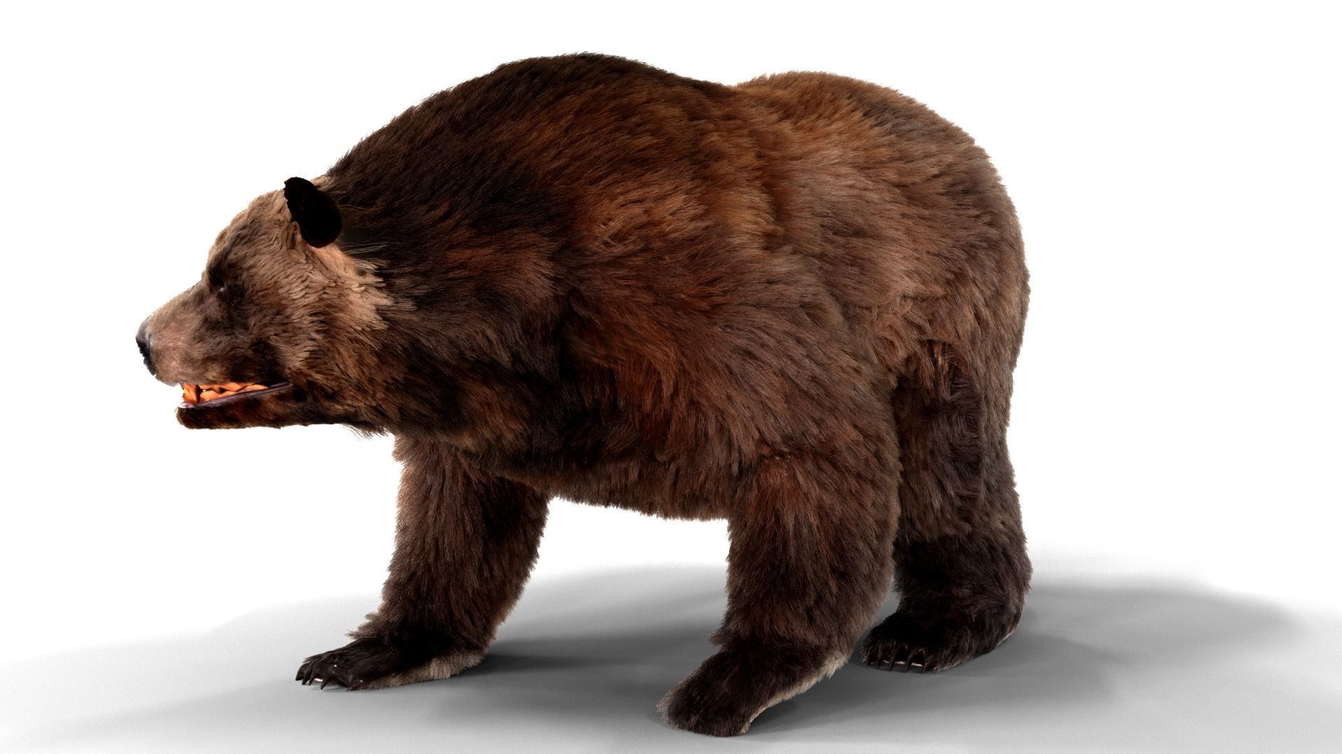 Fur Brown Bear animated  Low-poly 3D model_5